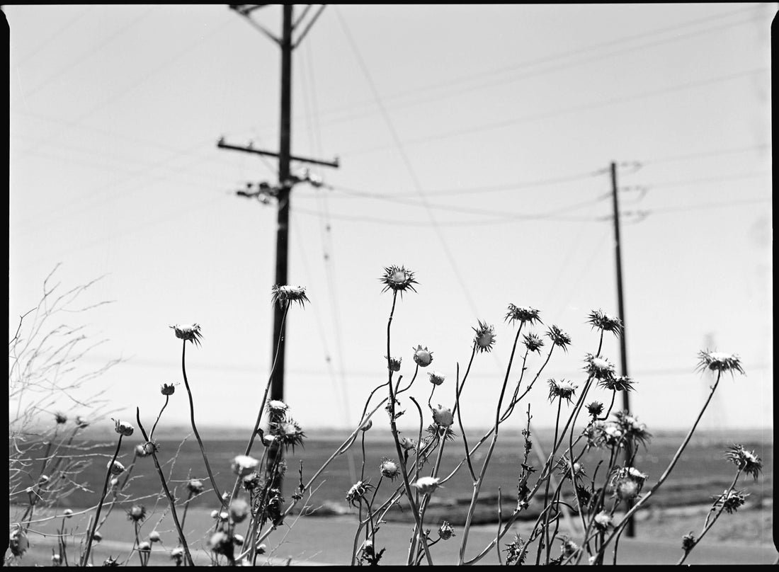 Cassette Film photo of dead flowers 